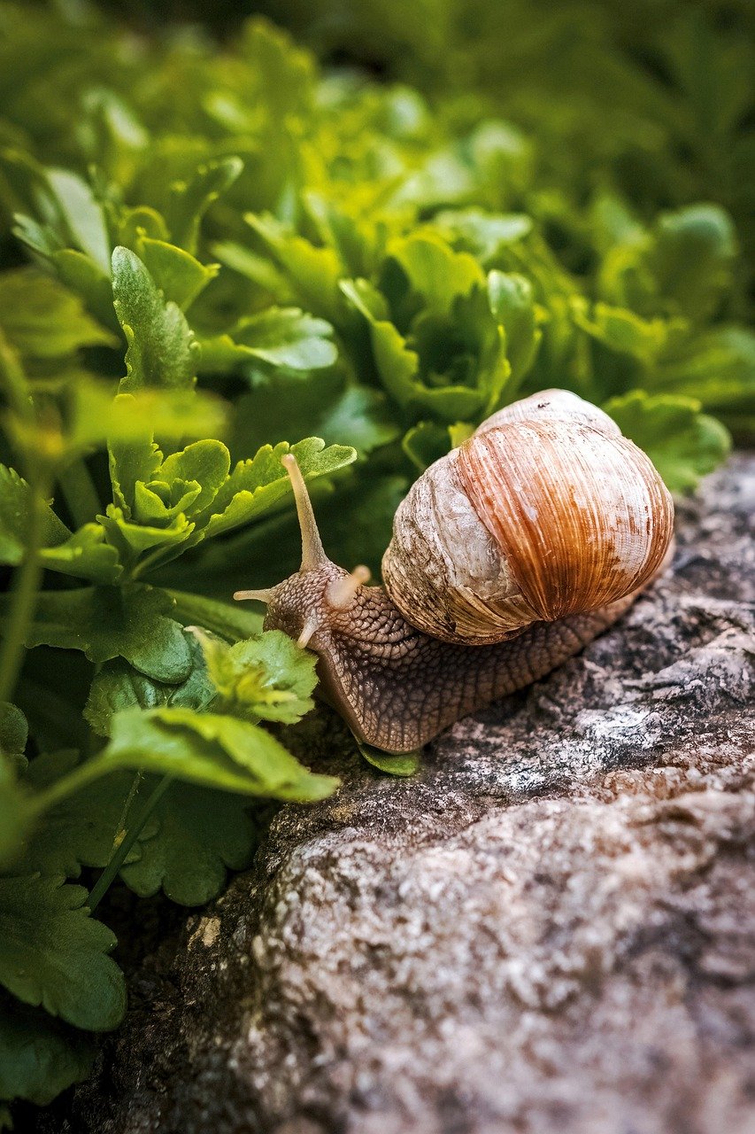 How to start Snail Farming Business in Nigeria