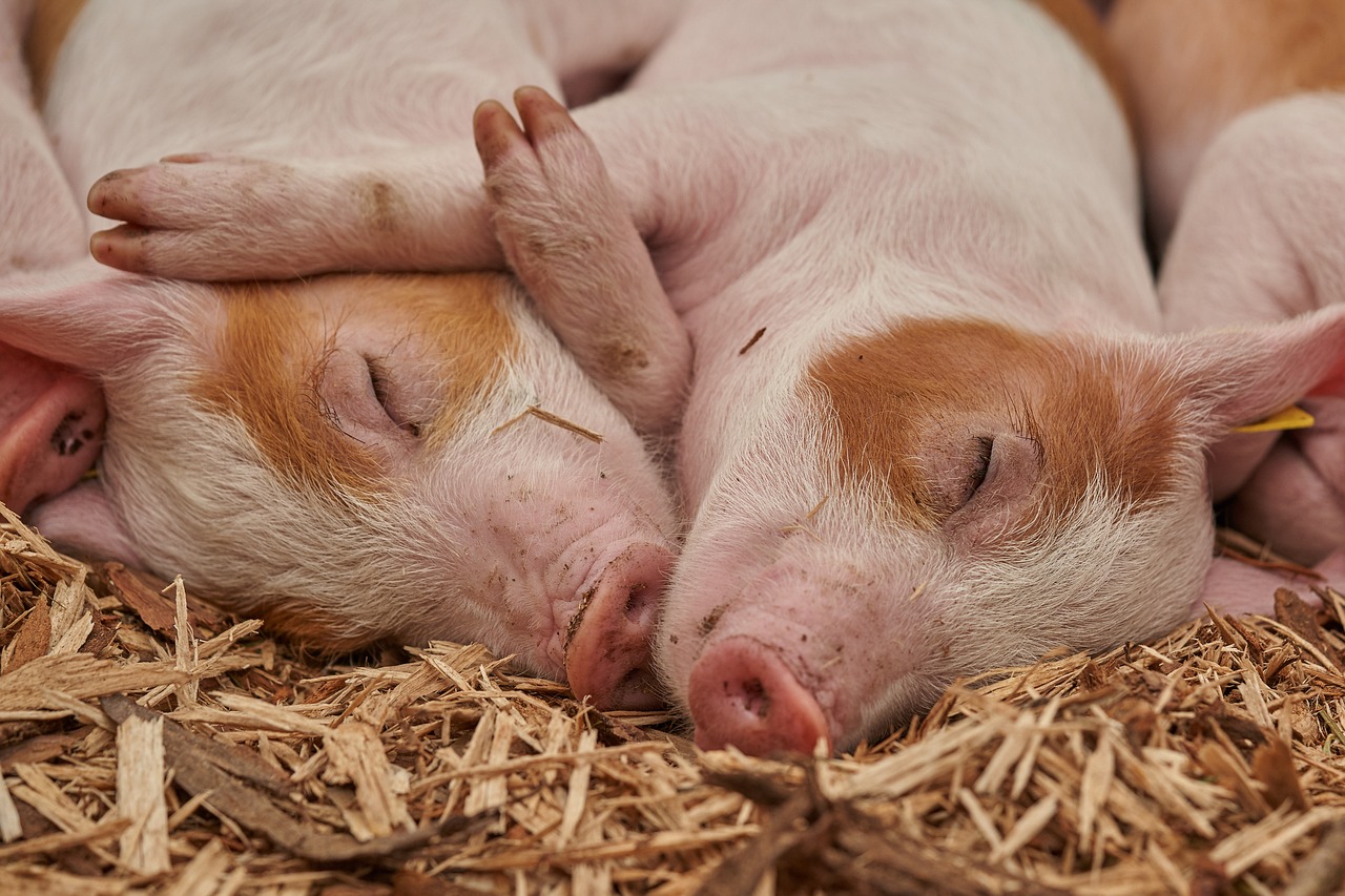 How to Start a successful Pig Farming Business in Nigeria